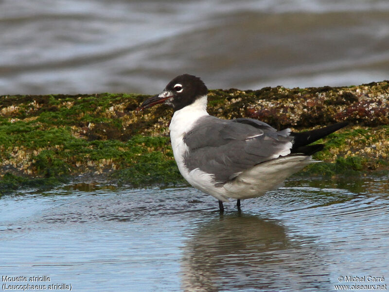 Mouette atricilleadulte