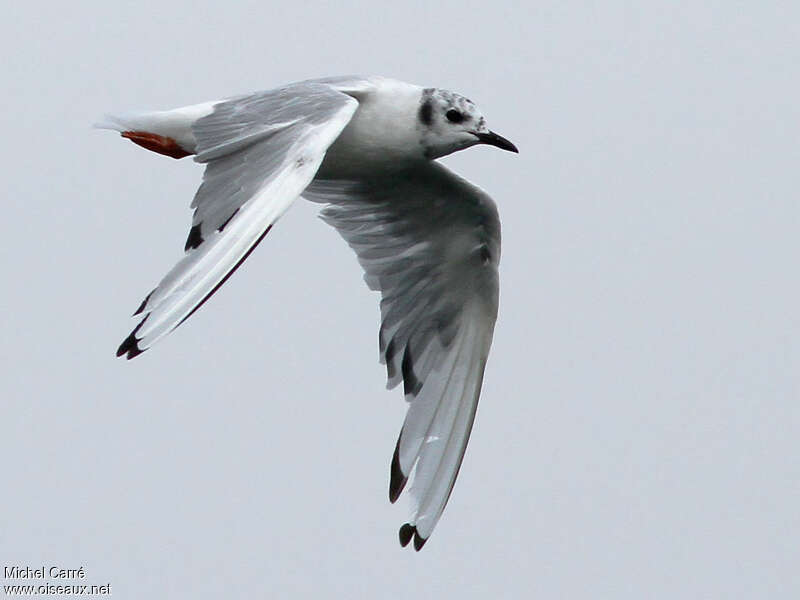 Bonaparte's Gulladult transition, moulting, Flight