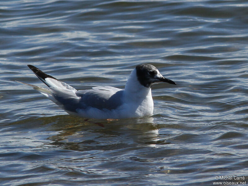 Mouette de Bonaparteadulte nuptial