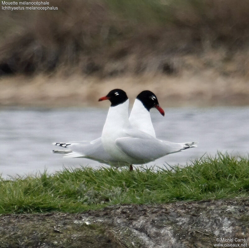 Mouette mélanocéphaleadulte nuptial