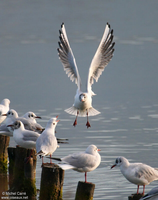 Mouette rieuse