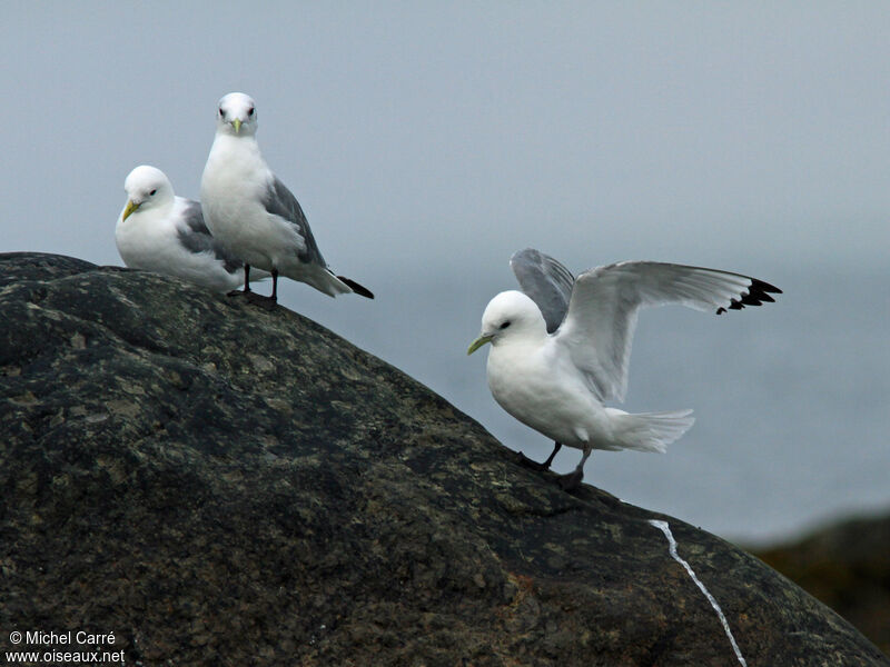 Black-legged Kittiwake