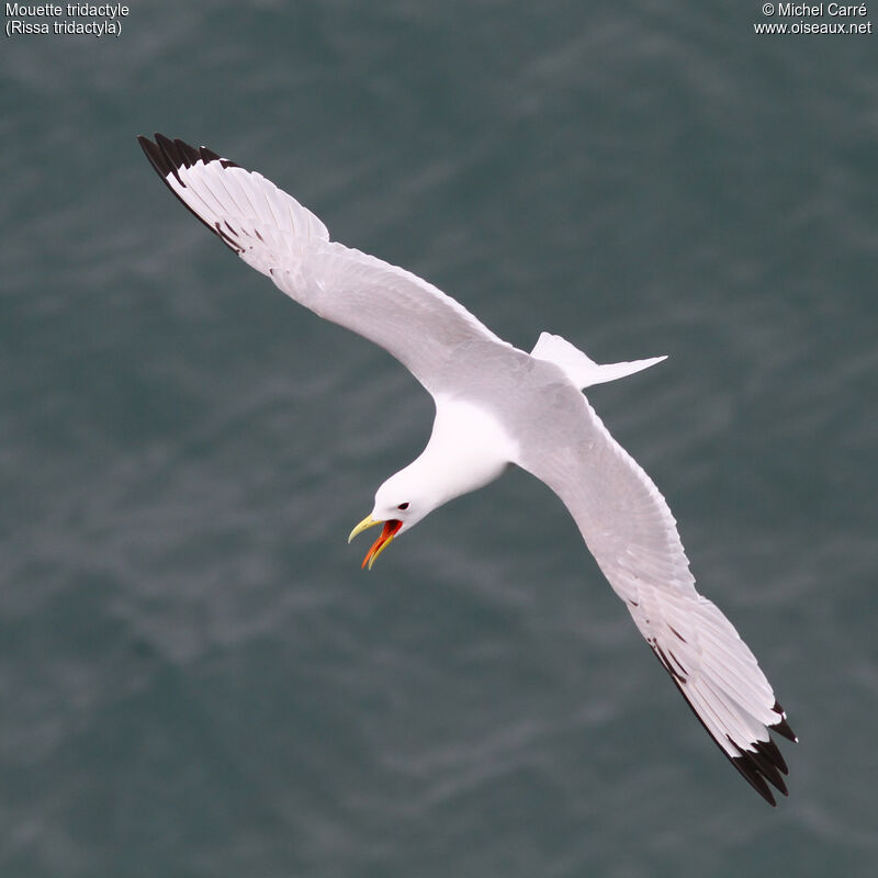 Mouette tridactyleadulte nuptial