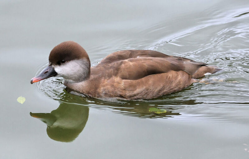 Red-crested Pochard female adult