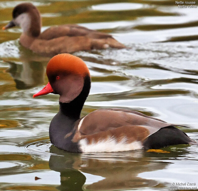 Nette rousse mâle adulte nuptial