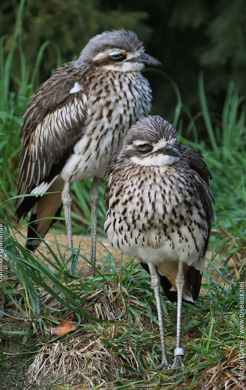 Bush Stone-curlew