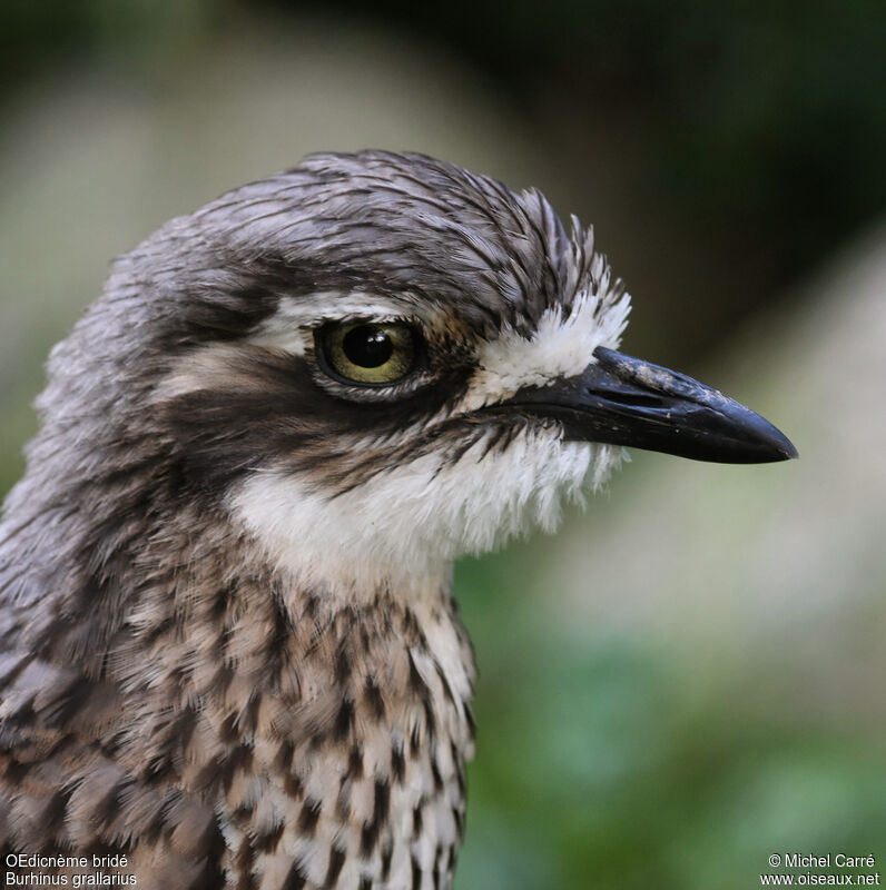 Bush Stone-curlew