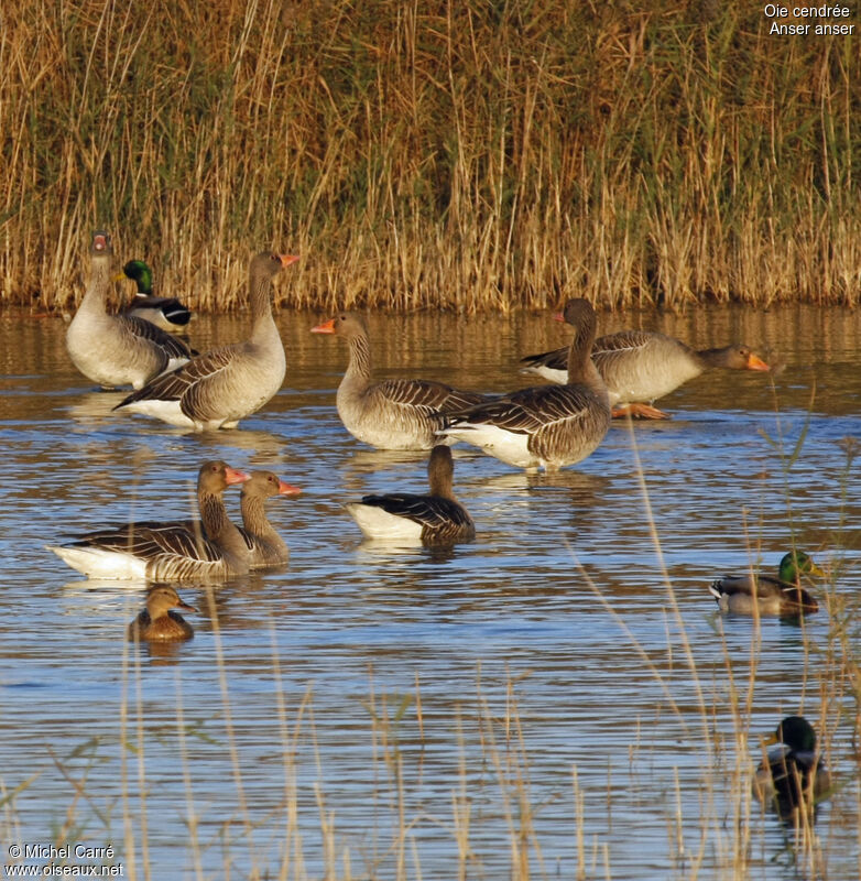 Greylag Goose