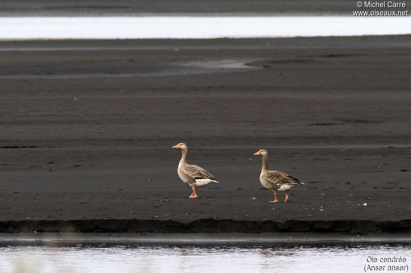 Greylag Goose