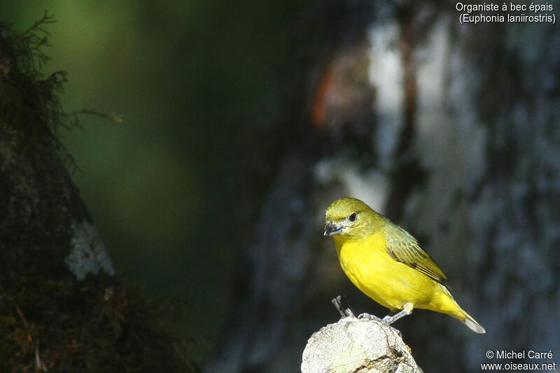 Thick-billed Euphonia female adult