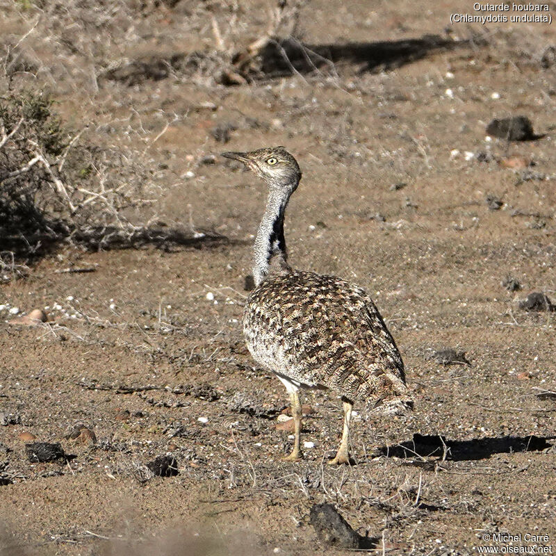 African Houbaraadult