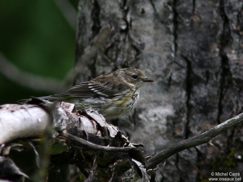 Paruline à croupion jaune mâle adulte internuptial