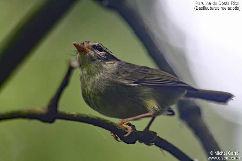 Black-eared Warbleradult