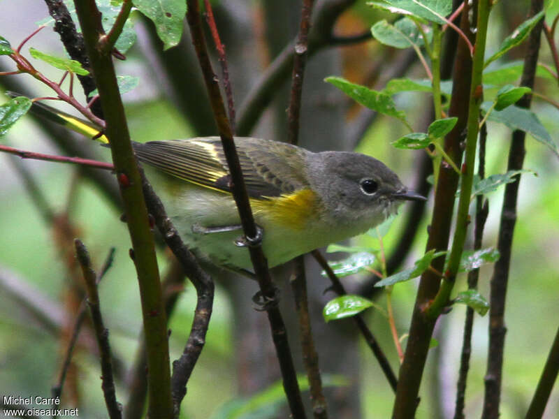 Paruline flamboyante femelle adulte, habitat, pigmentation