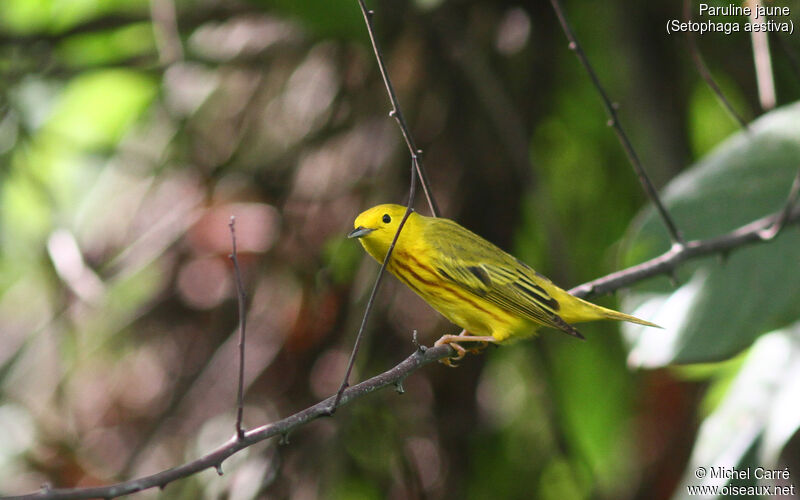 American Yellow Warbler male adult