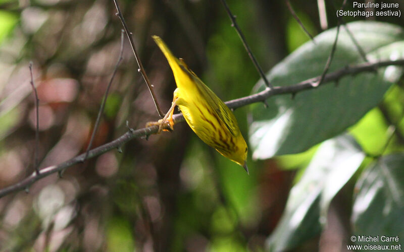 Paruline jaune mâle adulte