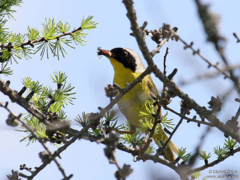 Common Yellowthroat male adult breeding