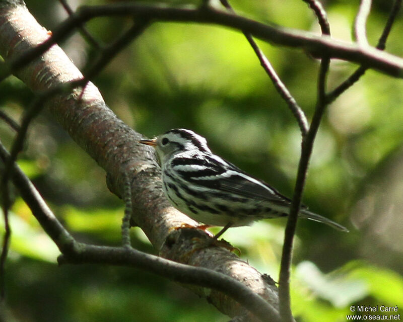 Black-and-white Warbler female adult