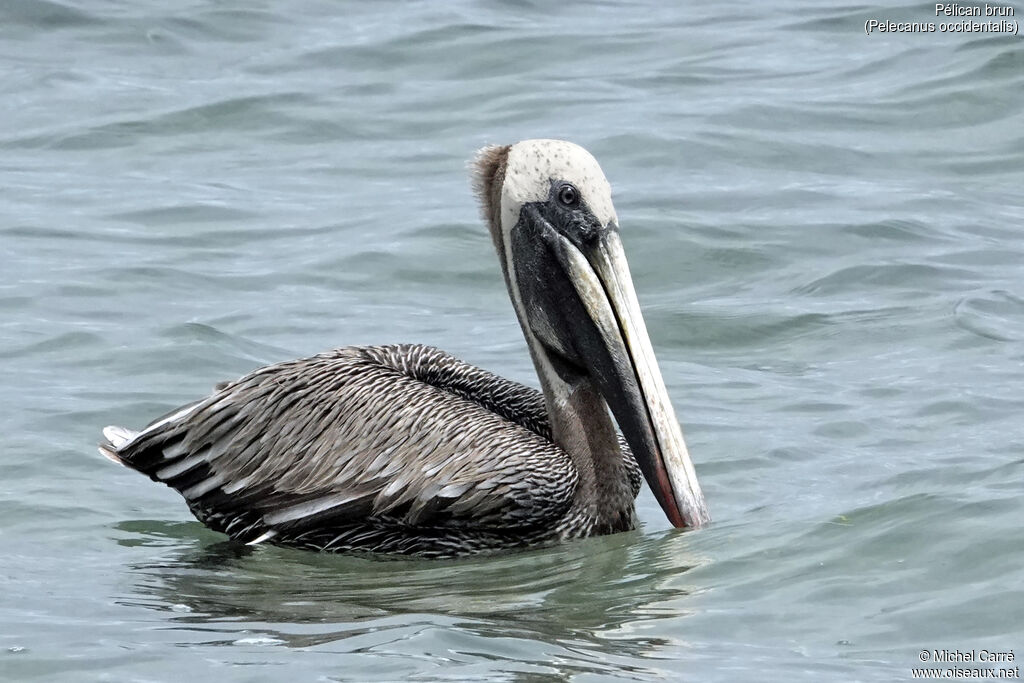 Pélican brunadulte internuptial, identification, nage
