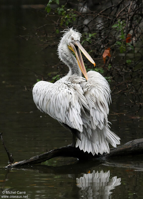 Dalmatian Pelicanadult