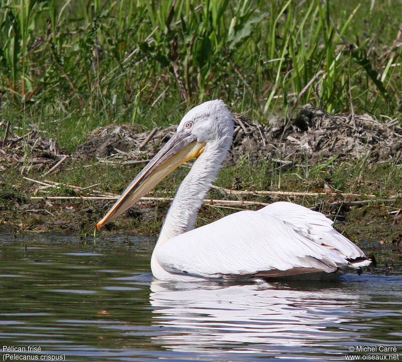 Dalmatian Pelican