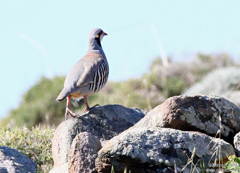 Chukar Partridge