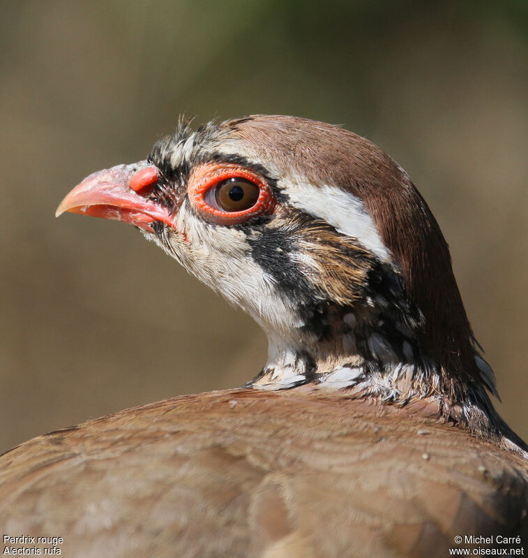 Red-legged Partridge