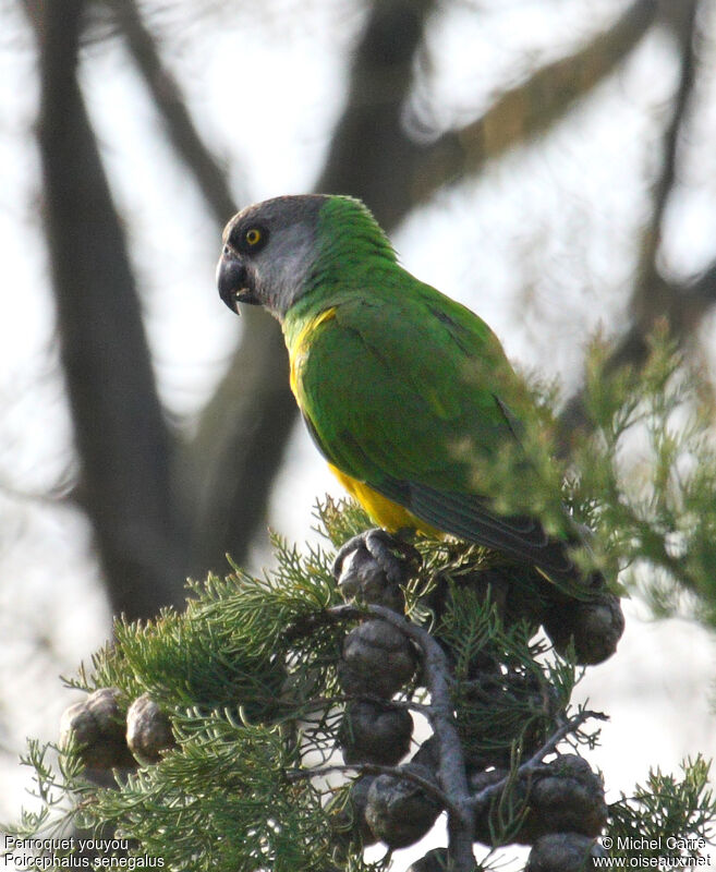 Senegal Parrotadult