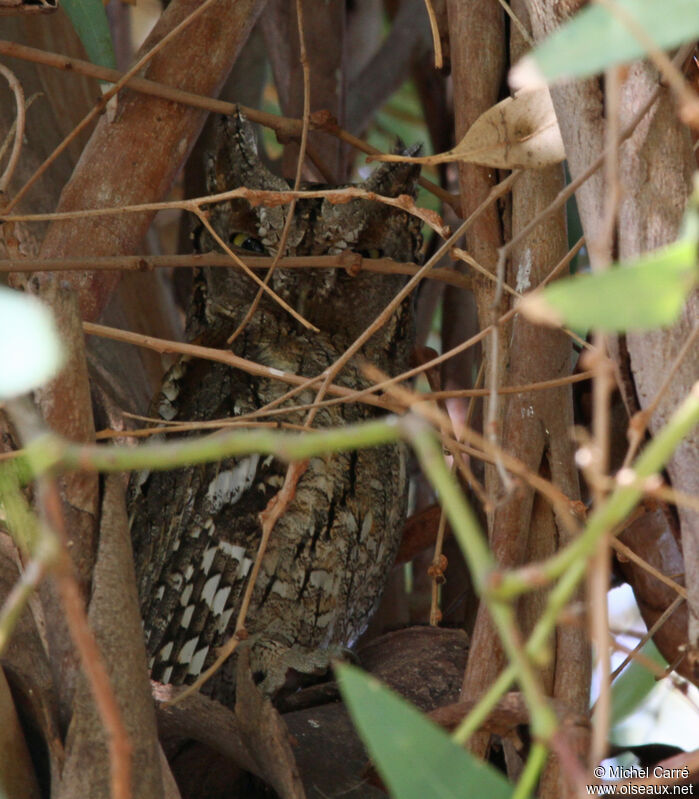 Petit-duc scops