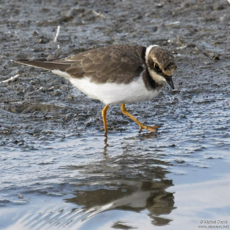 Little Ringed PloverFirst year