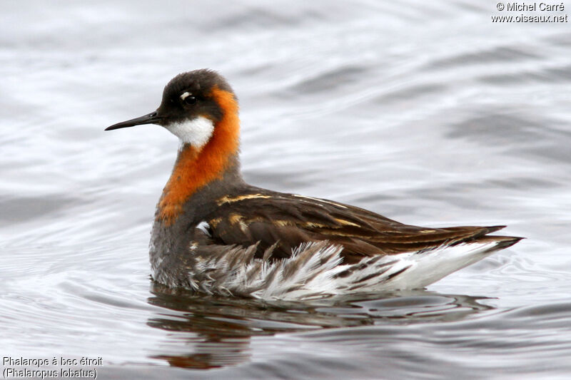 Phalarope à bec étroit femelle adulte nuptial