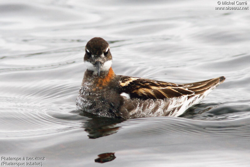 Red-necked Phalarope male adult breeding