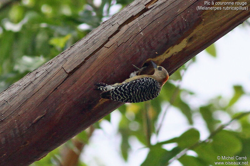 Red-crowned Woodpecker female adult