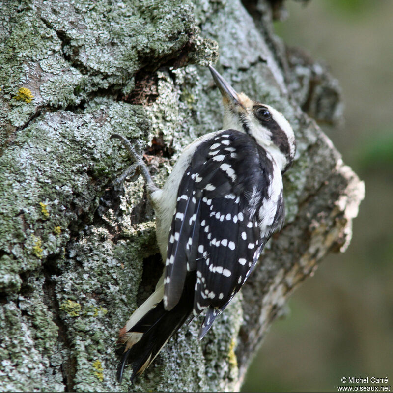 Hairy Woodpecker