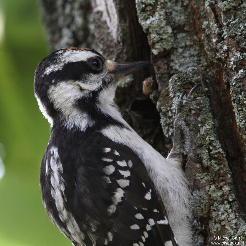 Hairy Woodpecker male