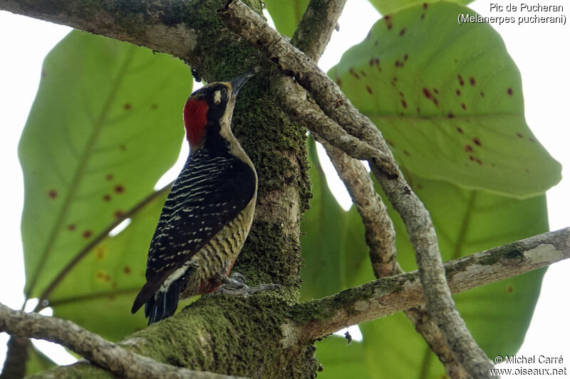 Black-cheeked Woodpecker female adult