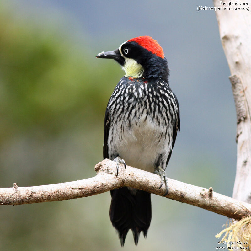 Acorn Woodpecker male adult