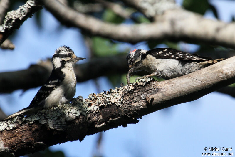 Downy Woodpecker adult