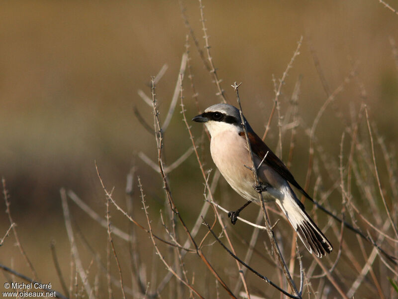 Red-backed Shrike male adult