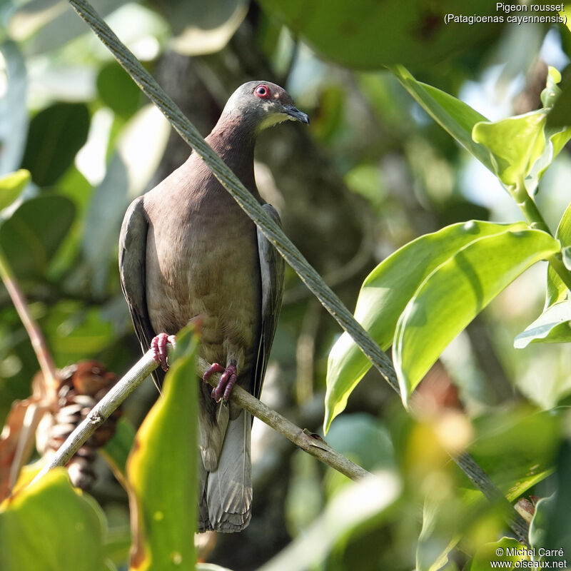 Pale-vented Pigeonadult