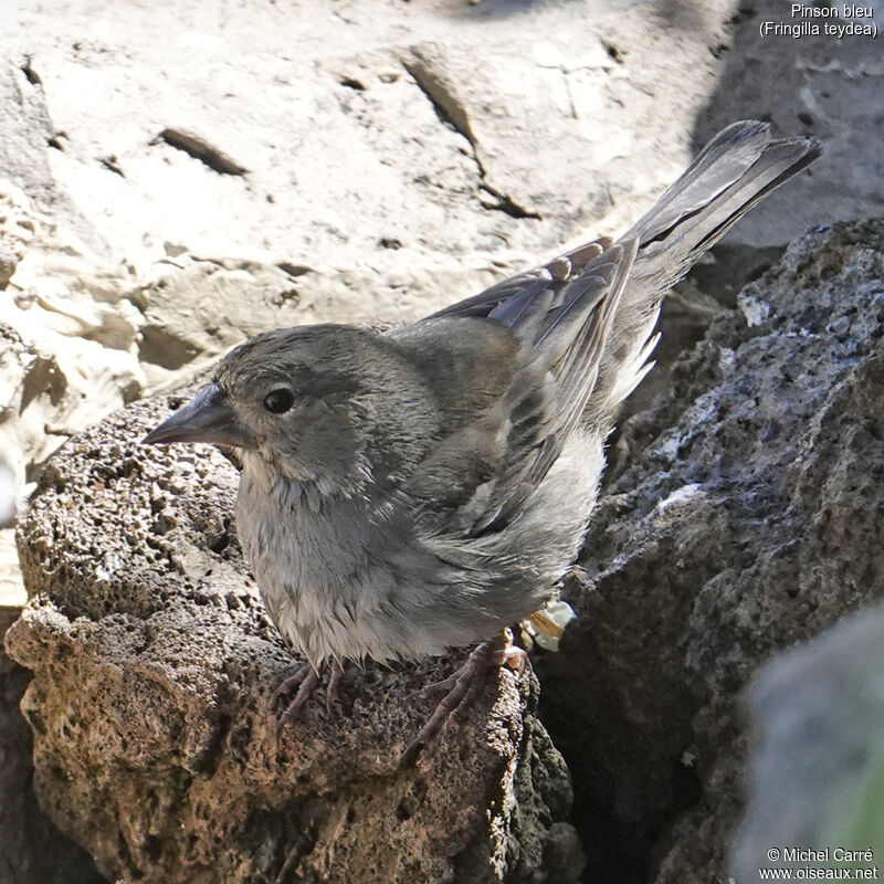 Tenerife Blue Chaffinch female adult