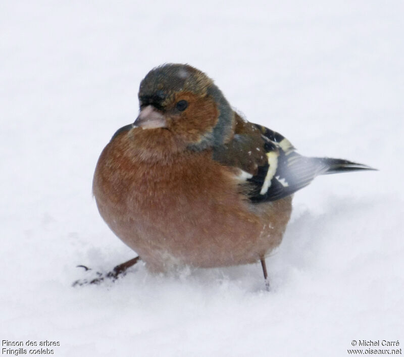 Eurasian Chaffinch male adult