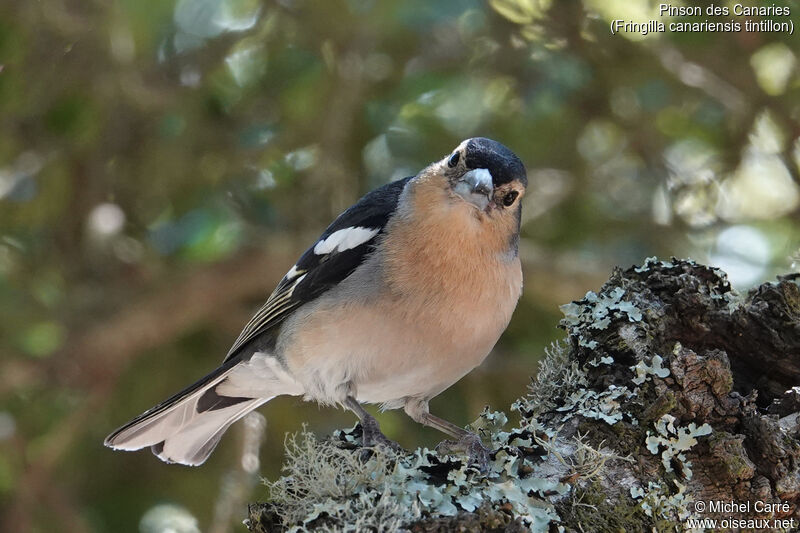 Canary Islands Chaffinch