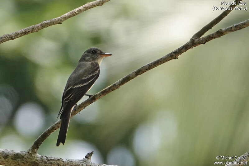 Eastern Wood Peweeadult