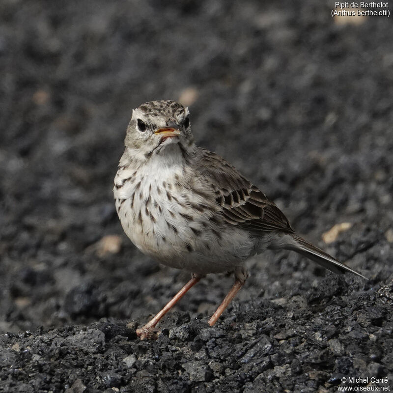 Pipit de Berthelotadulte