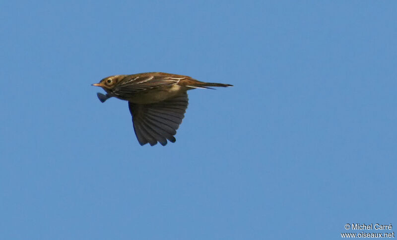 Pipit farlouse