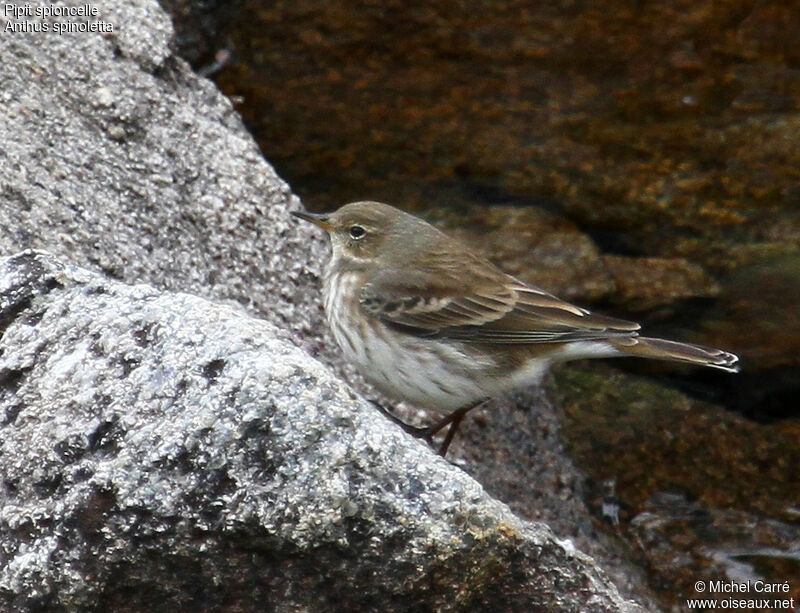 Pipit spioncelleadulte