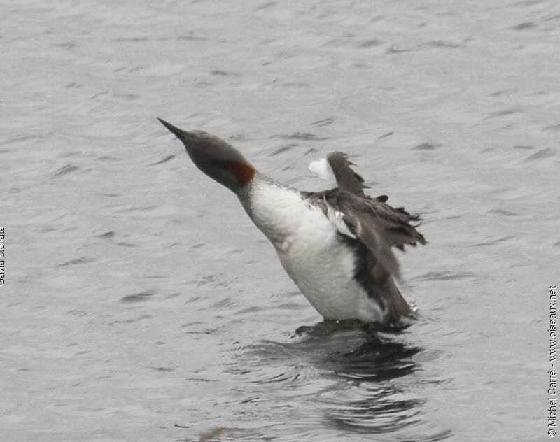 Plongeon catmarinadulte, Comportement