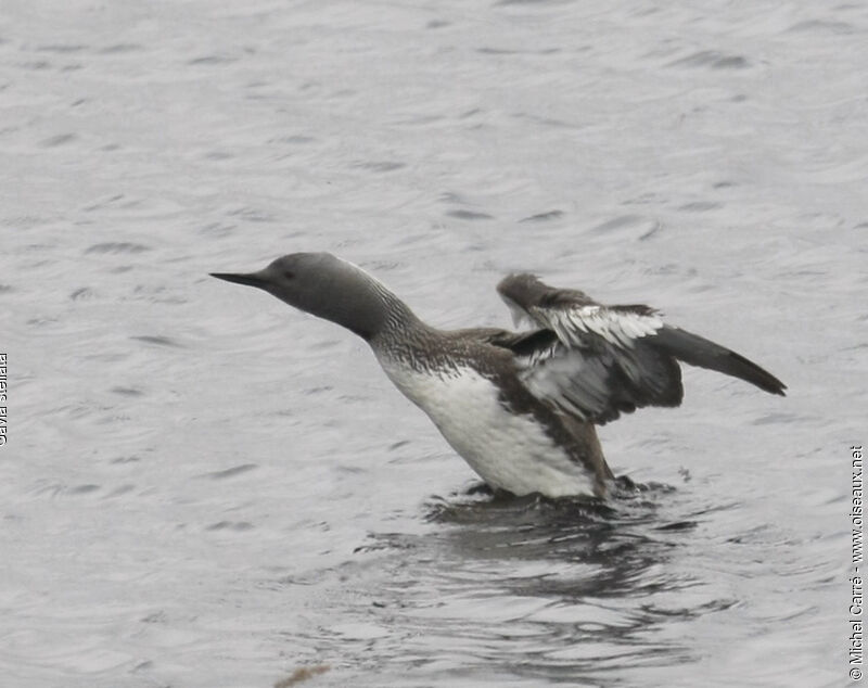 Plongeon catmarinadulte