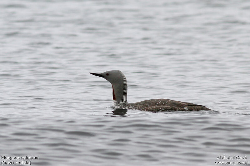 Red-throated Loonadult breeding